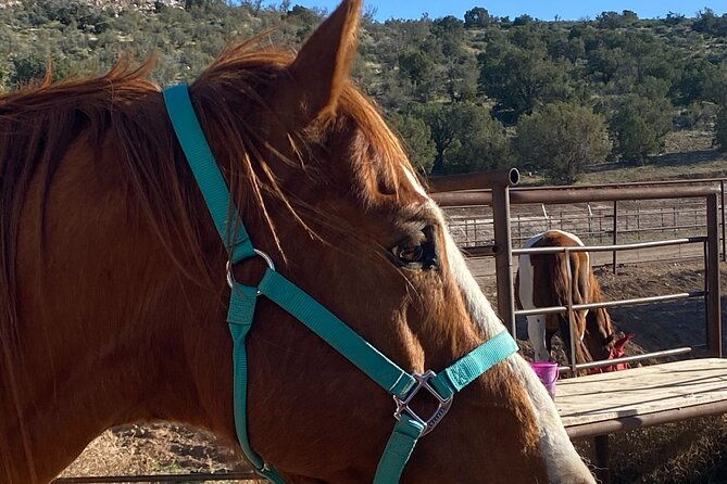 grand-canyon-atv-tour-horseback-riding-tour-2