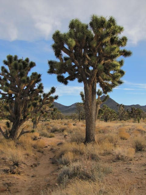 grand-canyon-hoover-dam-and-joshua-tree-vip-small-group-tour