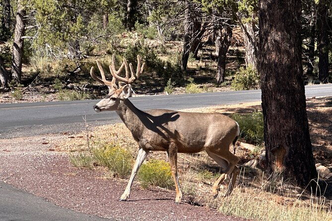 grand-canyon-luxury-car-tour-experience
