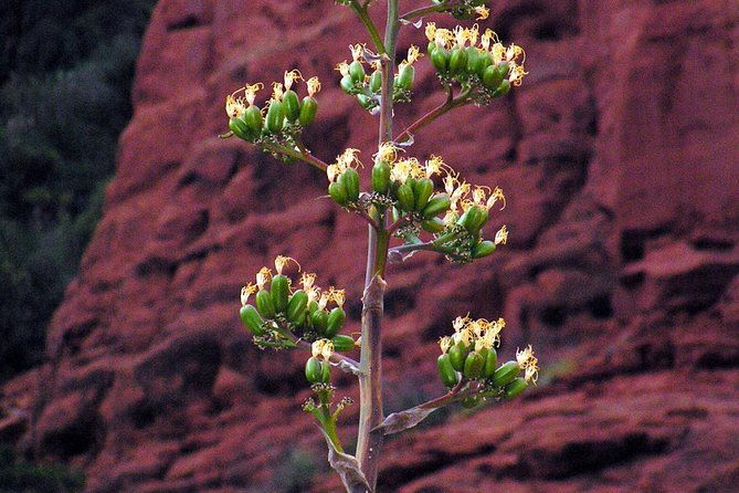 grand-canyon-south-rim-day-trip-from-flagstaff