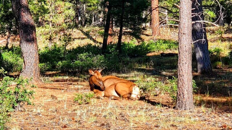 Grand Canyon South Rim Sunset Tour with Dinner included - Why This Tour Stands Out