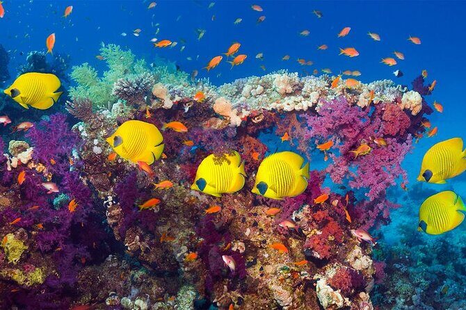 Grand Safari including Snorkeling at the Blue Hole and a Camel Ride along the Gulf of Aqaba - Authentic Experiences & Reviews in Action