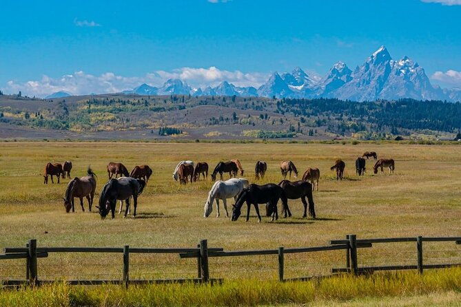 grand-teton-and-its-wildlife-private-guided-tour-2