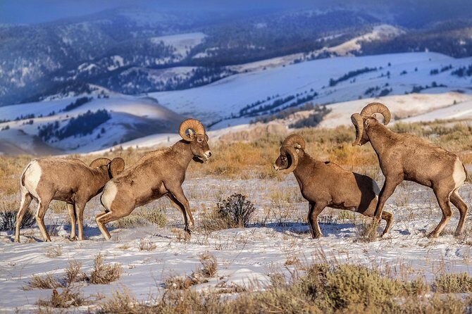 Grand Teton and National Elk Refuge Winter Wonderland Full Day Adventure - Is It Worth the Price?