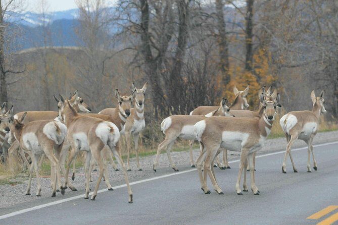 Grand Teton National Park - Full-Day Guided Tour from Jackson Hole - Practical Tips