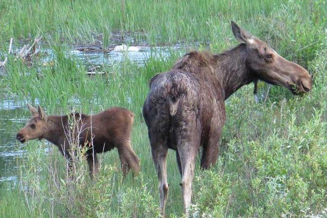 Grand Teton National Park - Full-Day Guided Tour from Jackson Hole - FAQs