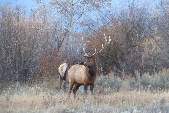 Grand Teton National Park - Full-Day Guided Tour from Jackson Hole - Final Thoughts