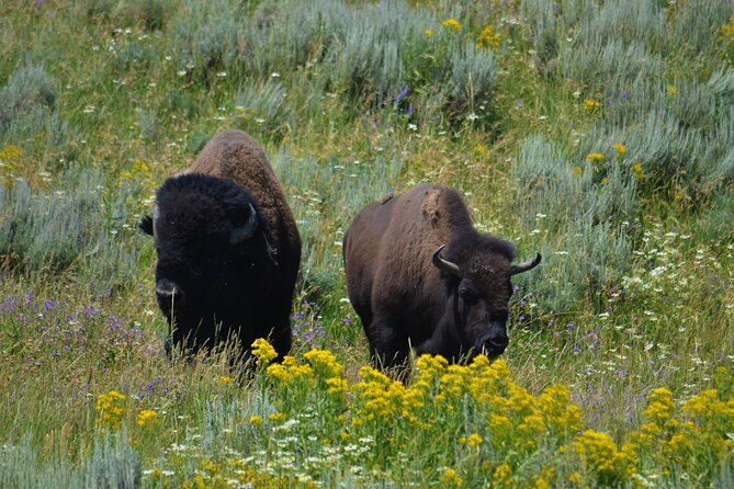 grand-teton-national-park-full-day-tour