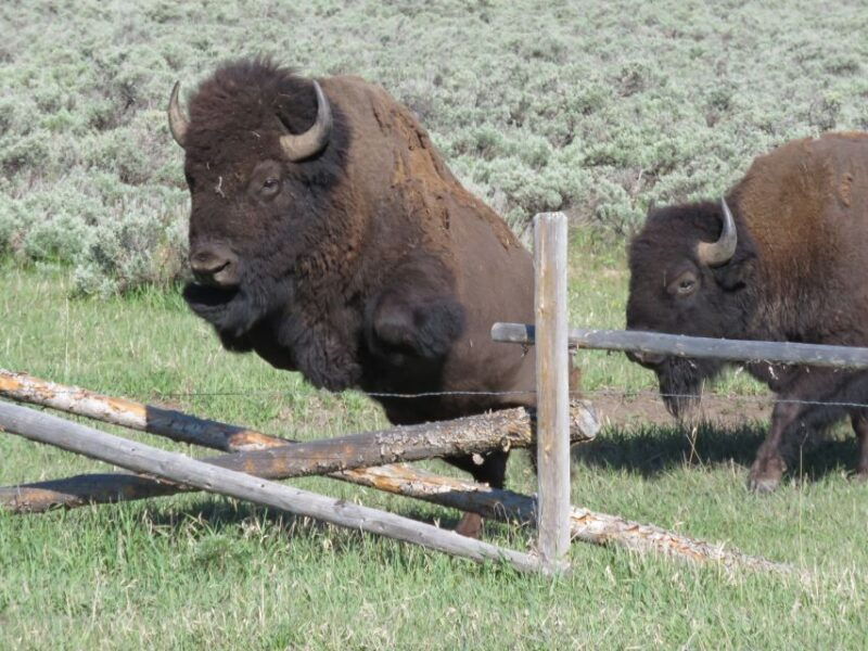 grand-teton-national-park-full-day-tour-with-boat-ride