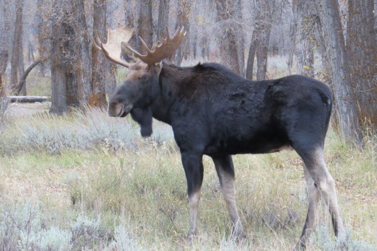 grand-teton-national-park-full-day-tour-with-boat-ride