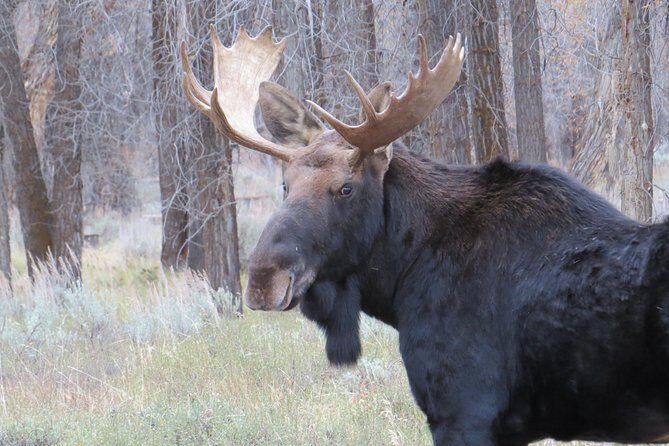 Grand Teton National Park - Sunrise Tour from Jackson Hole - Why Choose the Grand Teton Sunrise Tour?