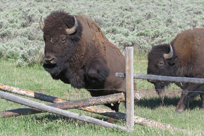 Grand Teton National Park - Sunrise Tour from Jackson Hole - The Value for Money