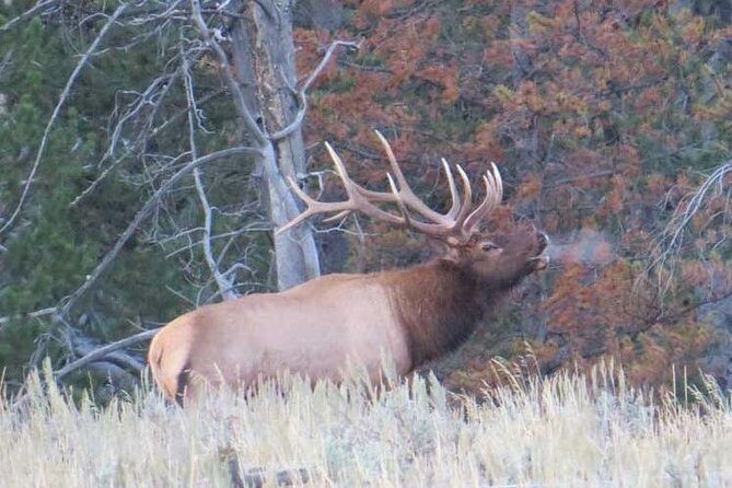 Grand Teton National Park - Sunrise Tour from Jackson Hole - Who Should Consider This Tour?