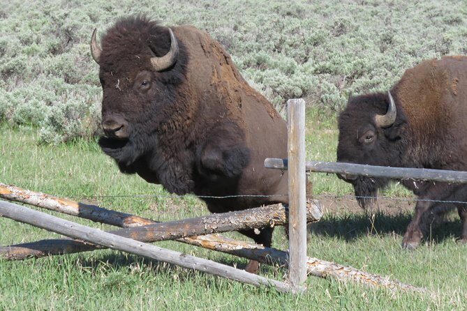 Grand Teton National Park - Sunset Guided Tour from Jackson Hole - Final Word