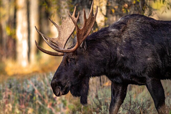 Grand Teton National Park Tour from Jackson Hole - An In-Depth Look at the Tour Experience