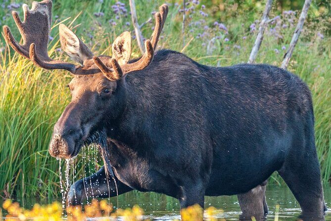 Grand Teton National Park Tour from Jackson Hole - The Sum Up: Who Is This Tour Best For?