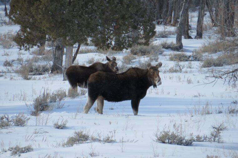 grand-teton-national-park-wildlife-tour-and-sleigh-ride