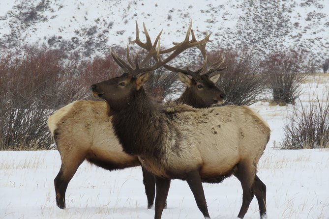 grand-teton-park-jackson-hole-private-full-day-wildlife-tour