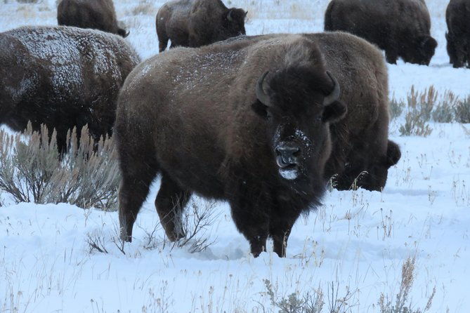 grand-teton-park-jackson-hole-private-full-day-wildlife-tour