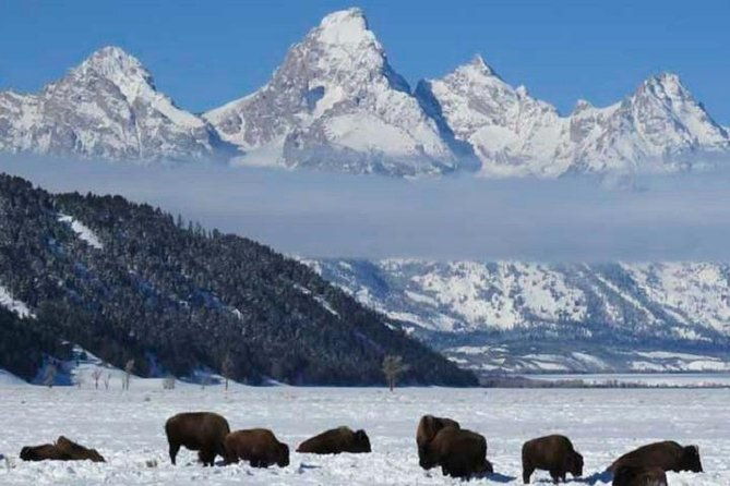 grand-teton-park-jackson-hole-private-full-day-wildlife-tour