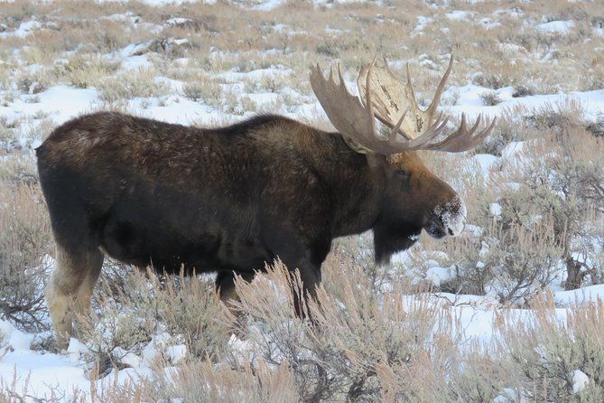 grand-teton-park-jackson-hole-private-full-day-wildlife-tour
