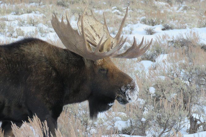 grand-teton-park-jackson-hole-private-morning-wildlife-tour