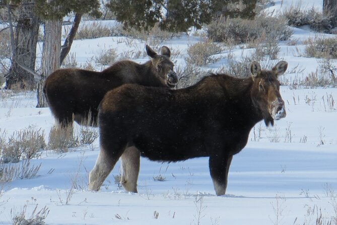 grand-teton-park-jackson-hole-private-morning-wildlife-tour