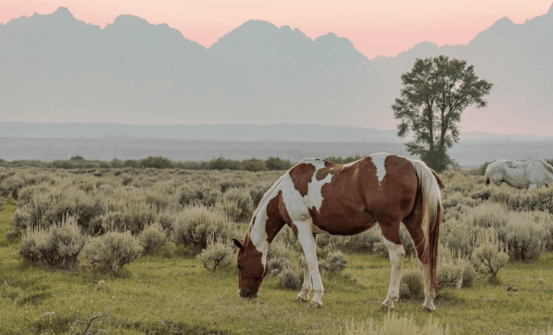 grand-teton-private-guided-tour-sunset
