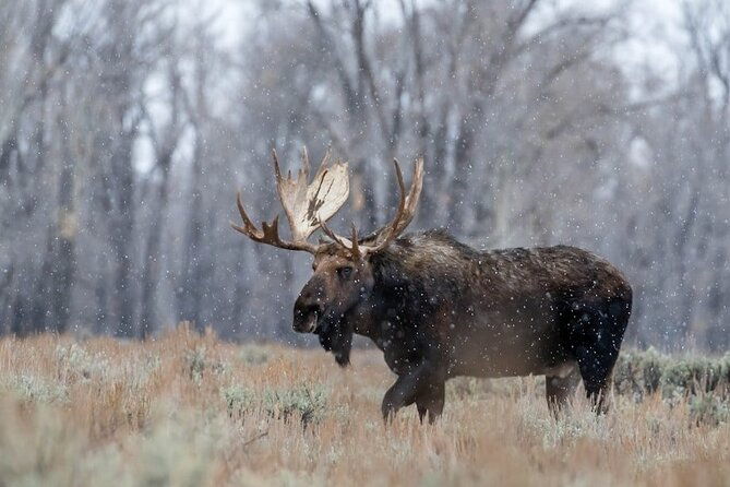 grand-teton-private-winter-tour