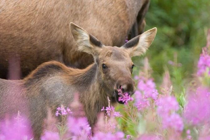 grand-teton-wildlife-safari-in-a-enclosed-or-open-air-vehicle-season-dependent