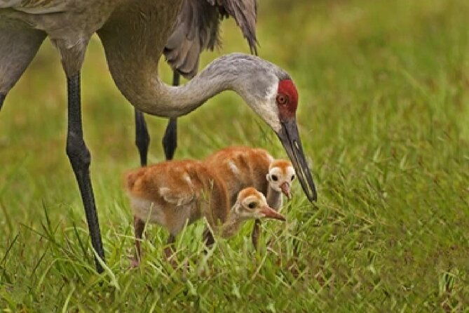 grand-teton-wildlife-safari-in-a-enclosed-or-open-air-vehicle-season-dependent