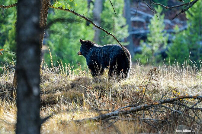 grand-teton-yellowstone-devils-tower-and-mount-rushmore-7-day-tour