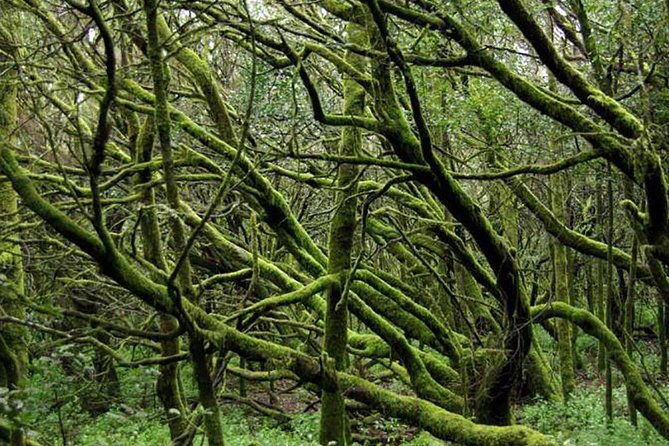 grand-tour-tenerife-full-day-private-vip-tour-2