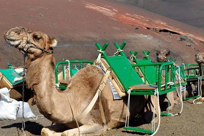 grand-tour-to-timanfaya-and-jameos-del-agua-for-cruise-passengers