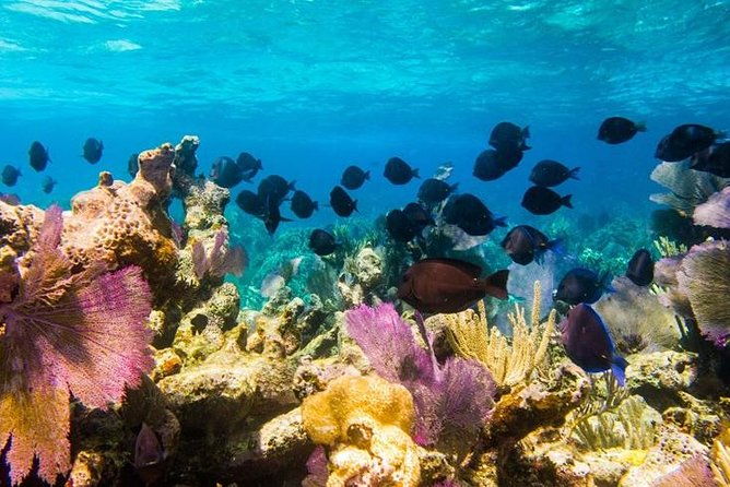 grand-turk-amazing-wall-snorkeling-tour