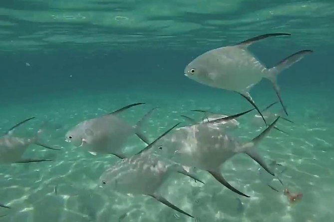 grand-turk-amazing-wall-snorkeling-tour