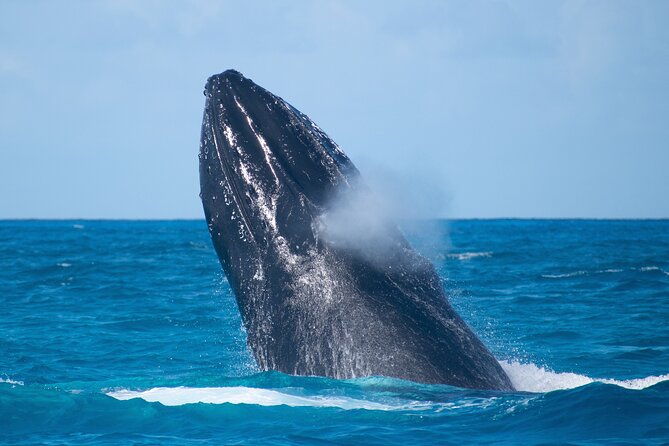 grand-turk-whale-watching
