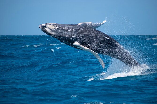 grand-turk-whale-watching