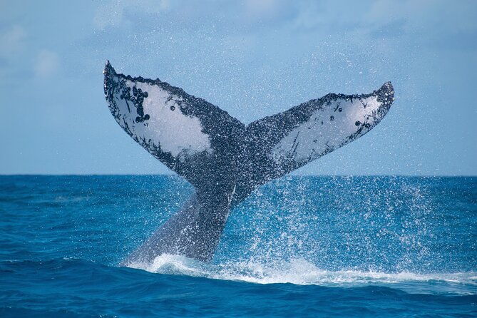 grand-turk-whale-watching