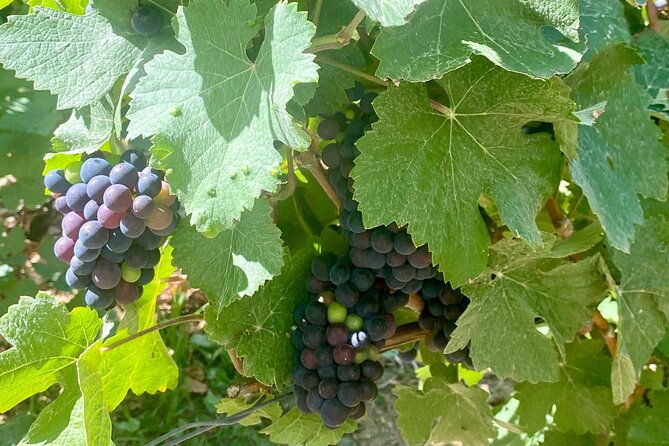 grand-vintage-moet-et-chandon-veuve-clicquot-cellars-tastings