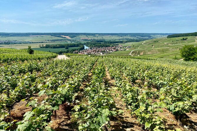 grand-vintage-moet-et-chandon-veuve-clicquot-cellars-tastings