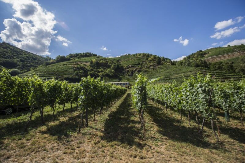 grape-grazing-wachau-valley-winery-biking-tour