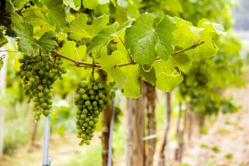 grape-grazing-wachau-valley-winery-biking-tour