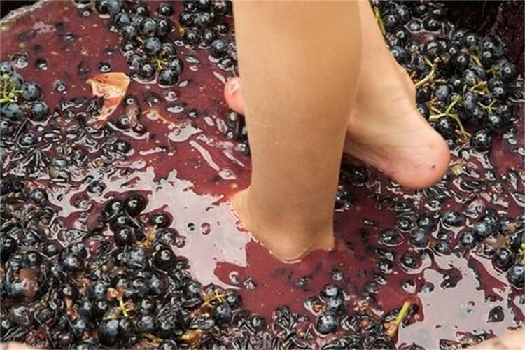 grape-stomping-in-provence-2