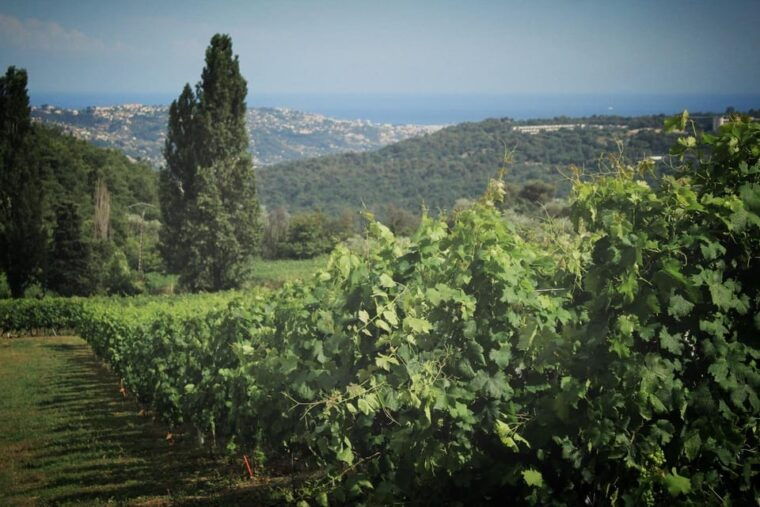 grasse-gourdon-and-local-wine-tasting