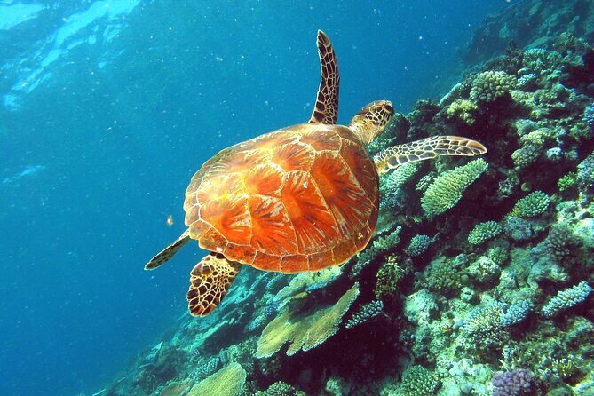 Great Barrier Reef Small Group Snorkelling Adventure - FAQ