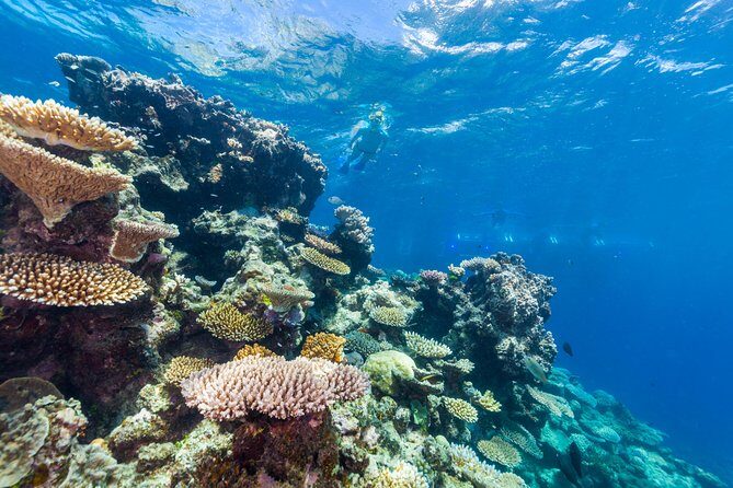 Great Barrier Reef Snorkeling and Diving Cruise from Cairns - Who Will Love This Tour?
