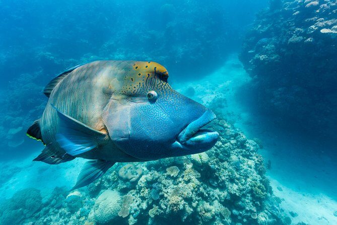 Great Barrier Reef Snorkeling and Diving Cruise from Cairns - FAQs