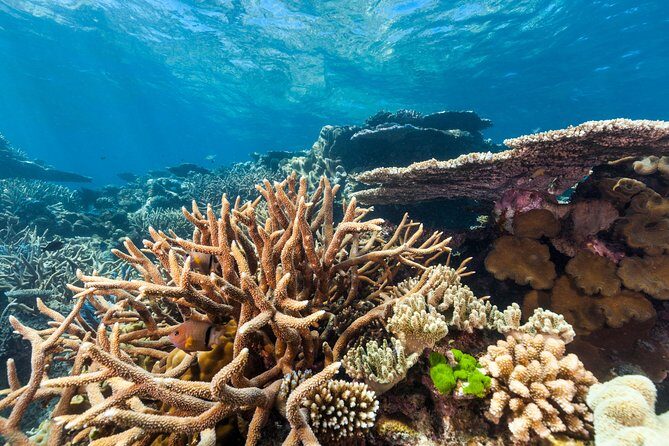 Great Barrier Reef Snorkeling and Diving Cruise from Cairns - Final Thoughts