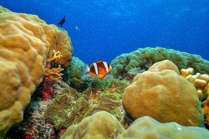 Great Barrier Reef with Cultural Guides-Dreamtime Dive & Snorkel - The Sum Up: Who Will Love This Tour?